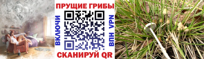 Псилоцибиновые грибы Psilocybine cubensis  Нюрба 